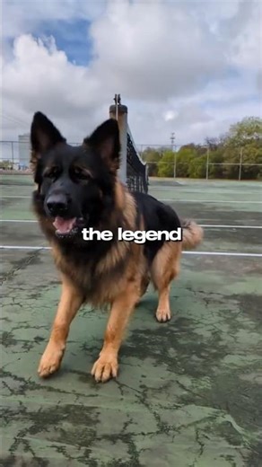 The Most Loyal Protection Dogs in the World