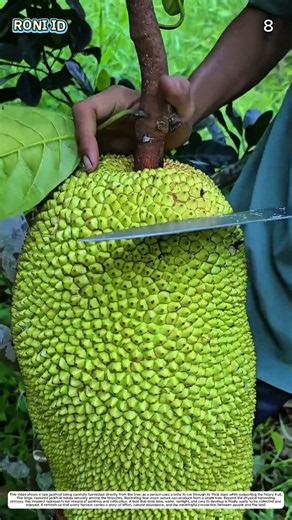 Jackfruit Harvest: How a Knife Turns Fruit on the Tree into Ready Produce