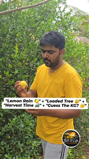 🍋 Massive Lemon Harvest! 😱 Guess the Total Weight! 🤔 #bitsoflife #gokulamfarms #trendingshorts #farm