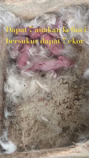 Anakan kelinci mau beranak taruh wadah ya biar gak berantakan anaknya loooo