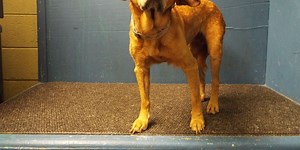 Leigh’s Lost and Found: The first place you need to check for a lost pet in Springfield