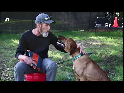 Scooby a Rhodesian Ridgeback Rescue