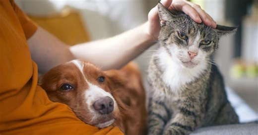 Enfin une plateforme associative pour adopter des chats et des chiens de façon éthique, avec des annonces 100% certifiées