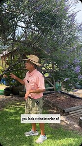 379 reactions · 22 shares | We want you to take a look at the blooms of our lilac chaste tree. They are growing beautifully this time of June請 #LilacChasteTree #GardenInBloom #JuneBlooms #SummerFlowers #BackyardBeauty #FlowerLovers #NatureInspires #BotanicalJoy #InBloom #ChasteTreeMagic | Petals From The Past | Facebook