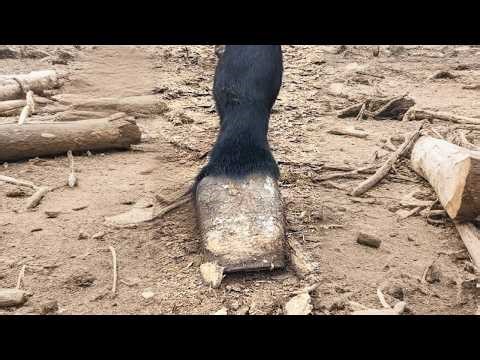 Its hooves were as big as fists, pressing down on its massive body!【Asmr Hoof】