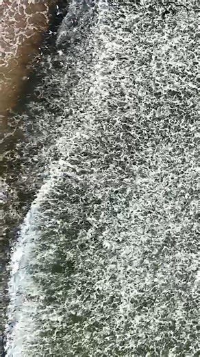 Mullet fish swimming for their lives! | Paul Dabill Photography