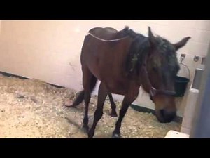 Horse with Botulism