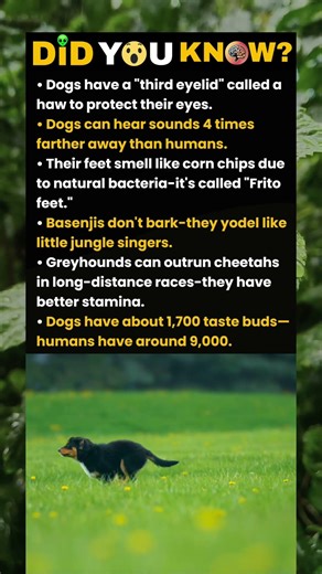 Dogs have a third eyelids...