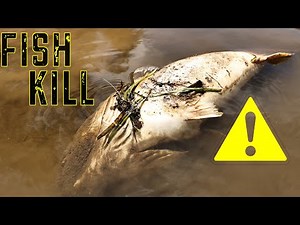 Rollover Tragedy: How a Cold Snap and Drawdown Killed Nesting Murray Cod