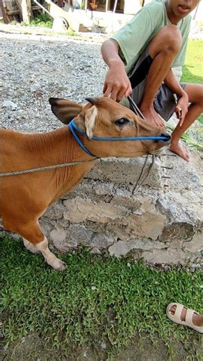 Cattle Injection & Handling Techniques