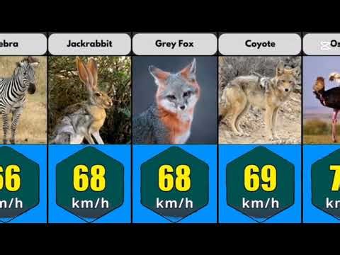 Fastest animals on earth speed 🏄‍♂️ 🚅 comparison
