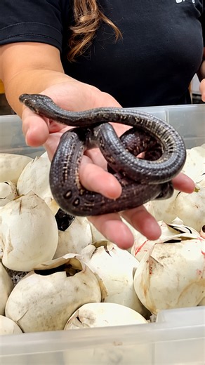 This chunky baby python was first out of the egg