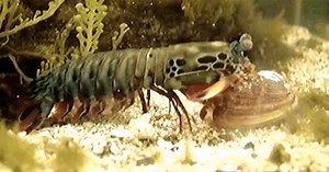 More Punches Beats Harder Punches in Mantis Shrimp Fights