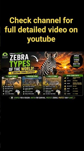 Zebra Facts | Nature’s Most Unique Animal With Stripes?! 🦓