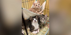 Furry Friends Friday - Sand, Loam & Volcano