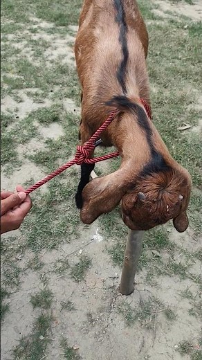 Best Way to Tie a Goat with Rope for Beginners (Step-by-Step Guide) #diy #knot #hacks #tips #shorts