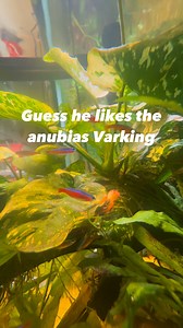 49K views · 706 reactions | New tank mates Dwarf Mexican Crawfish. #DwarfMexicanCrawfish #CambarellusPatzcuarensis #CPOCrawfish #CPOCrayfish #AquascapeLife #NanoTank #FreshwaterAquarium #AquaticPets #CrayfishTank #InvertebrateTank | Chi Chi’s Planted Dreams | Facebook