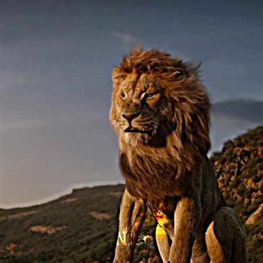 Mufasa the real king...😡💥|Lion King| #lionking #mufasa #simbha #viral #shorts #disney #king