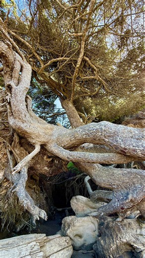 The Tree of Life 🌲 | Washington’s Most Magical Tree
