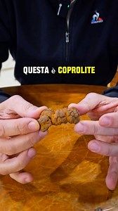 COPROLITE - sai cos’è ? #lineagemgioielli #coprolite #fossili #gemmologia #paleontologia | Lineagem Luca