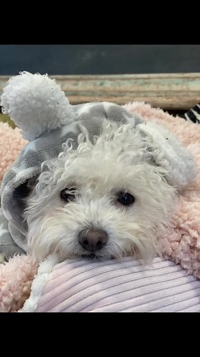Here are just a few of the thousands of pics I have of MY dogs, the pups I puppysit, grandpups and they are ALL rescues. If I could save all the pups I would. My little Eva has healed my heart in places that were so broken iver the past year. 💜🐾🐶#parvopuppy #adoptdontshop #scumbagscammer #lifeaftercaregiving #hospicecare