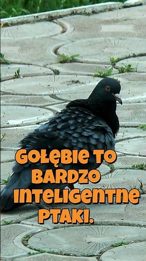 gołębie #ciekawostki #zwierzaki #laboratoriumciekawostek #ptaki #ptakipolski