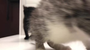 120 reactions · 7 comments | These two finally got the all clear to start hanging out together! Our hope is that once they are big enough, they will be adopted out together :) | The Cat Doctor | Facebook