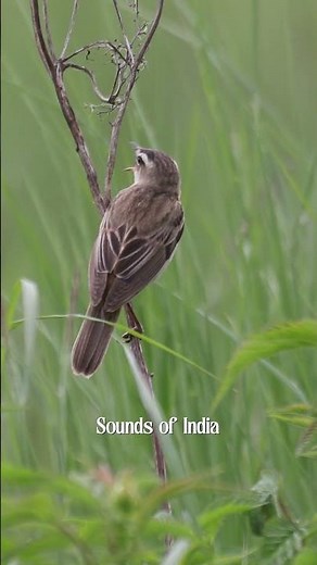 Experience India One Sound at a Time