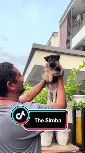 Shepsky Characteristics: The Best of German Shepherd & Husky