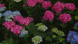 Let It Grow: Spring Planting Tips And Trends