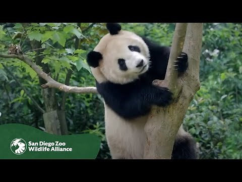 See Giant Pandas For The First Time. So We Can See Them For Generations to Come.