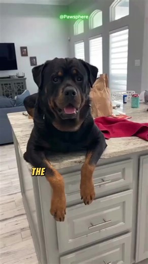 The biggest scam in the dog world. The bloody Rottweiler #fy #fyp #fypシ゚ #fypシ゚viralシ #foryoupage #dog #animals #bravestdog #strongestdogs #puppy #rottweiler # rottweilerpuppy #pet #doglover #PetLover #dogsofttiktok #explorepage #discovery #usa | Dog Breeds
