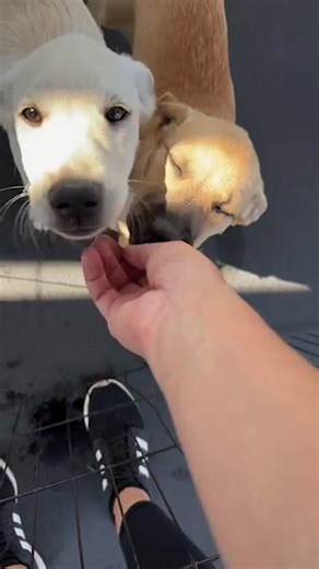 Stop by Frontwave Credit Union in Oceanside today for our pet event! ❤️ 9 am - 1 pm | Frontwave Credit Union