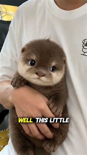 Why Otters Hold Hands While Sleeping! 🦦💖 #Shorts