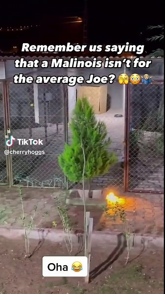 Comprehensive Guide to Belgian Malinois Training