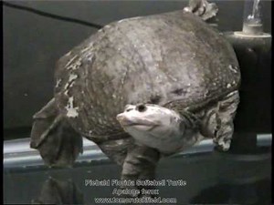 Piebald Florida Softshell Turtle, Apalone ferox by Tom Crutchfield