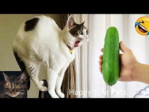 Funny Cat Fail Compilation! Funniest Cats And Dogs Try Not to Laugh | #432