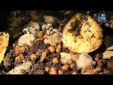 LotM - No Mold Allowed! Incredible Time-Lapse of My Springtail Colony in Action
