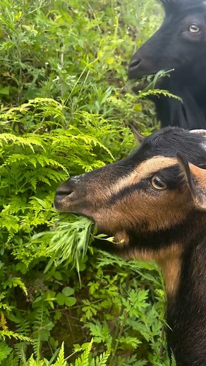 Lunch time | Animals World , Nature & Quotes