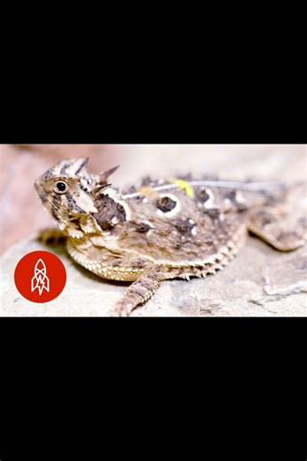 Don’t Mess with the texas horned lizard