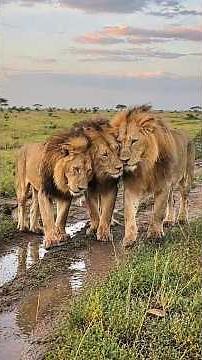 Three Mighty Lions of Serengeti National Park, Tanzania
