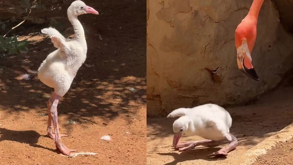 Adorable footage shows a baby flamingo crashing around its enclosure