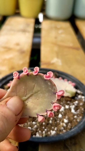 Adorable Pink Succulent Babies and Plant Propagation Tips