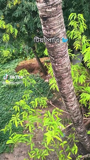 টিয়া পাখি ভিডিও — টিয়া পাখির ছোট মুহূর্তগুলি