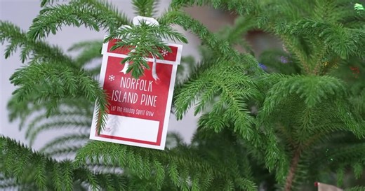 Major Savings on Christmas Trees and Decor