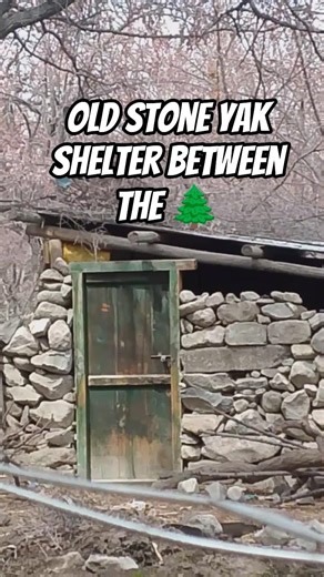 Old stone yaak shelter between the wooden trees 🌲 #mountains #nature
