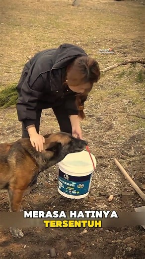 This Moment Proves… Dog Loyalty Is Real ❤️