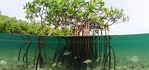 Mangrove Aquarium Plants - Aquariumia