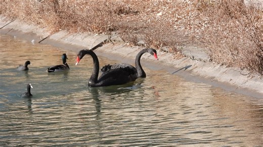 黑天鹅吃食：脖子长有优势，可以直接吃岸边的食物。还不够长？那就上岸去吃。