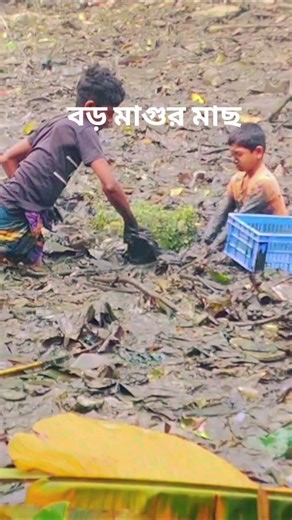 বিশাল বড় মাগুর মাছ ধরা পরল ভালো লাগলে সাপোর্ট করবেন #video #comedy #funny